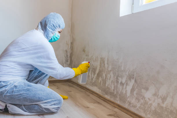Licensed Black Mold Removal service in Accident, MD - WQB Mold Removal