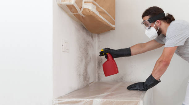 Professional Black Mold Removal technician working in Accident, MD