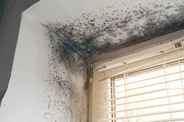 Affordable Black Mold Removal solutions in Accident, MD