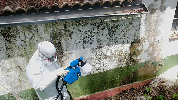 Top rated local Black Mold Removal specialists in Accident, MD